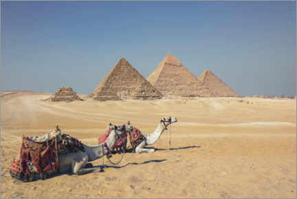 Poster  Camels in Giza - Manjik Pictures