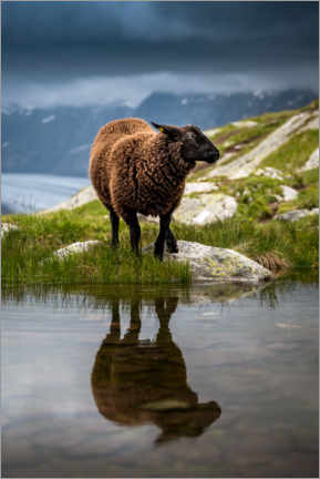 Poster Sheep sport in Valais with reflection