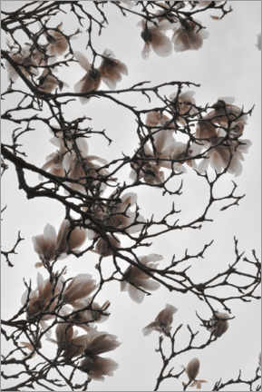 Poster Magnolia blossoms