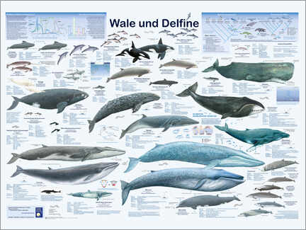 Alubild  Wale und Delfine - Planet Poster Editions