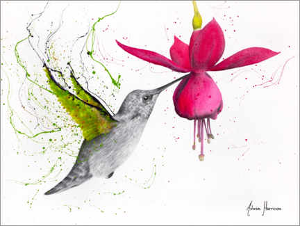 Canvastavla  Spring Garden Hummingbird - Ashvin Harrison