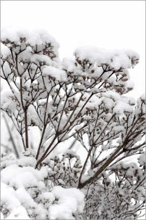 Poster Weiße Winter Blüten im Schnee