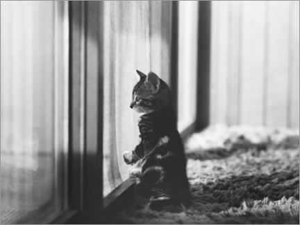 Póster Kitten by the window