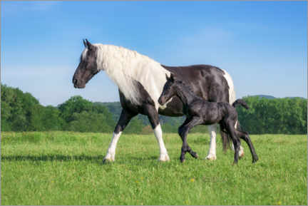 Poster Baroque pinto mare with foal