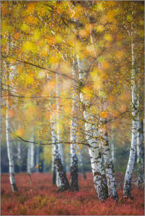 Wandbild  Birkenwäldchen im Herbst - Moqui, Daniela Beyer