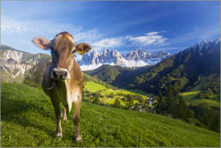 Lærredsbillede  Cow paradise in South Tyrol, Dolomites - Dieter Meyrl