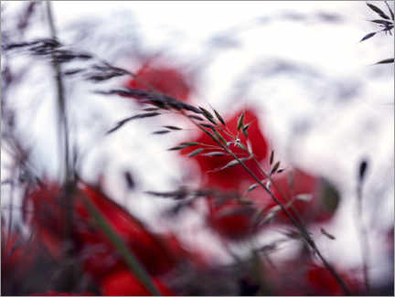 Stampa  Summer Meadow - Nailia Schwarz