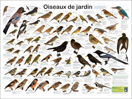 Stampa su tela  Uccelli del giardino (francese) - Planet Poster Editions