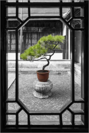 Póster Árbol bonsai