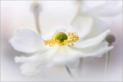 Print  Lovable wood anemone - Bob Daalder