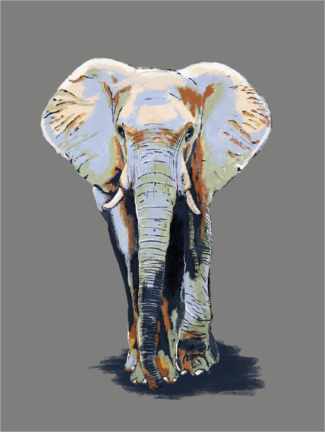 Póster  Elephant - Studio Carper