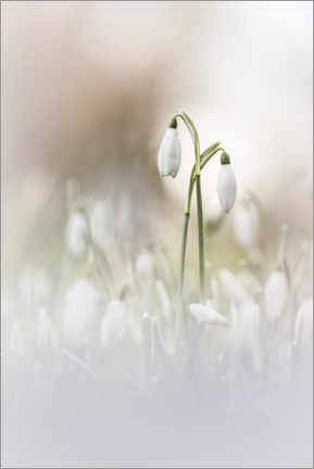 Print  Dreaming of Snowdrops - Bob Daalder