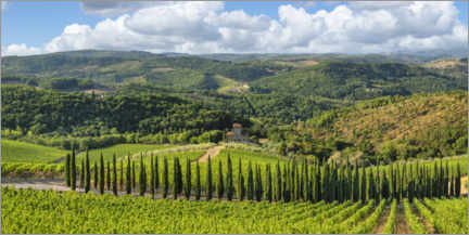 Canvas print  Cypress alley in Chianti in Tuscany - Markus Lange