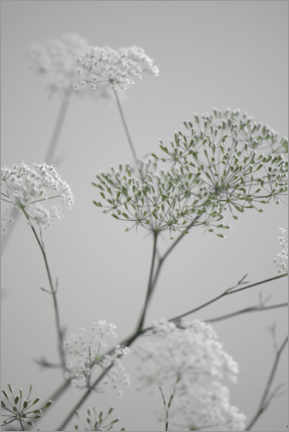 Poster Weiße Blumen und Blütenzweige auf Grau