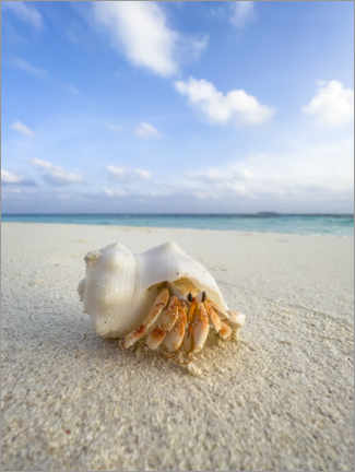 Akryylilasitaulu  Hermit crab on the beach - Jan Christopher Becke