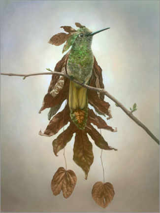 Poster Hummingbird