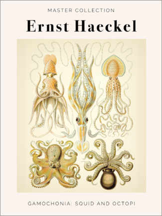 Obraz  Gamochonia: Squid and Octopi - Ernst Haeckel