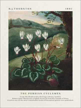 Print  The Persian Cyclamen - Robert John Thornton