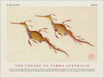Tableau en verre acrylique  Watercolour Seahorses (The Voyage to Terra Australis) - Ferdinand Bauer