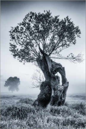 Poster  Willow tree - Mikolaj Gospodarek