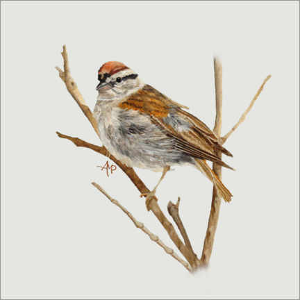 Poster Perched Chipping Sparrow