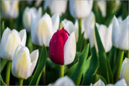 Plakat Red and white tulip