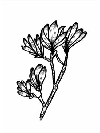 Poster Magnolia