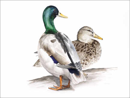 Plakat  Ducks - Nadine Conrad