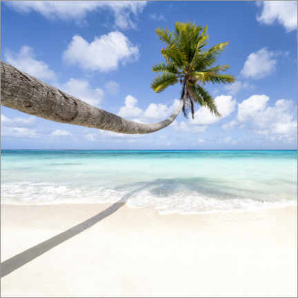 Póster  Coconut tree on the beach in Maldives - Jan Christopher Becke