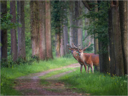 Obra artística  Red deer in a forest in spring - Jos Pannekoek