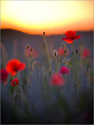 Wandbild  Verträumtes Bokeh von roten Mohnblumen bei untergehender Sonne - Peter Wey