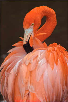 Wandbild  Amerikanischer Flamingo putzt sich die Federn - Adam Jones