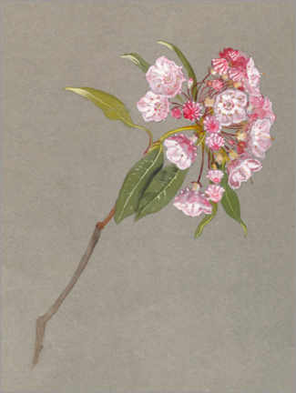 Wall print  A Bough of Mountain Laurel with Leaves and Blossoms - Samuel Colman