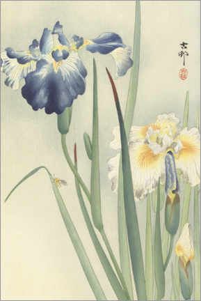 Wandbild  Schwertlilien, ca. 1900 - Ohara Koson