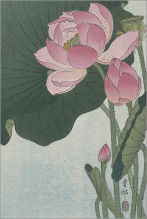 Akrylbillede  Blooming lotus flowers, ca. 1920 - Ohara Koson