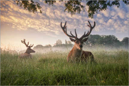Tableau  Deer in the grass - Max Ellis