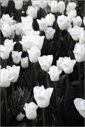 Póster White tulips on black