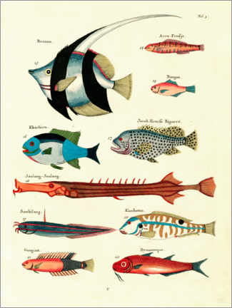 Acrylic print  Fishes - Vintage Plate 25 - Louis Renard