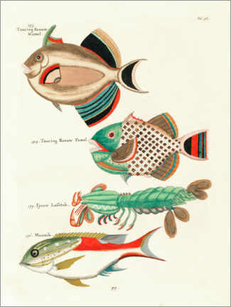 Tableau  Sea Life - Vintage Plate 95 - Louis Renard