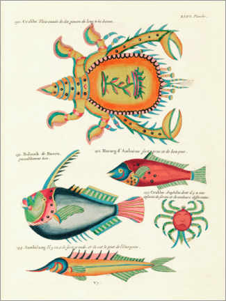 Tableau  Sea Life - Vintage Plate 199 - Louis Renard