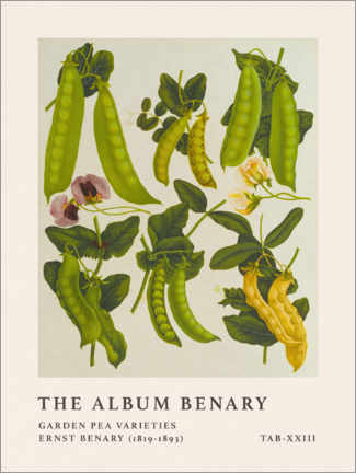 Tableau The Album Benary - Garden Pea Varieties - Ernst Benary