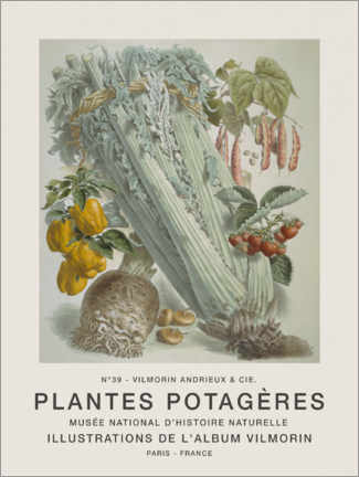 Tableau  Album Vilmorin, Plantes Potagères n° 39 - Elisa Champin