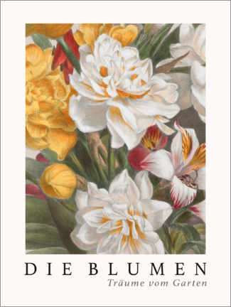 Wandbild  Album Vilmorin, Die Blumen II - Elisa Champin