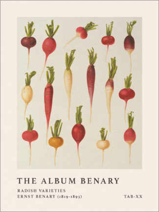 Tableau en PVC  The Album Benary - Radish Varieties - Ernst Benary