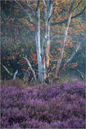 Wall print  Autumn and heather in the morning - Jos Pannekoek