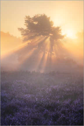 Obra artística  Flowering heather on the Oirschotse heath - Jos Pannekoek