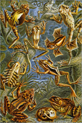 Lærredsbillede  Illustration of Frogs and Toads, 1909 - Adolphe Millot