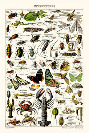Obra artística  Invertebrates, 1923 (french) - Adolphe Millot