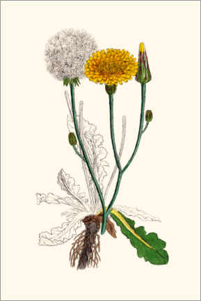 Wall print  Hypochoeris Radicata (Long-Rooted Cat&#039;s-Ear) - Liszt Collection