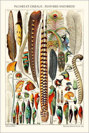 Akrylglastavla  Feathers and Birds, 1923 (french) - Adolphe Millot